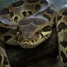 Kaa