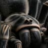 Aragog